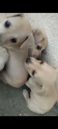 Cachorro fêmea 