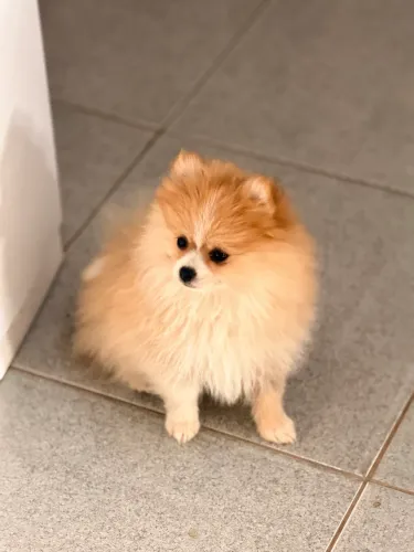 Lulu da pomerania femea