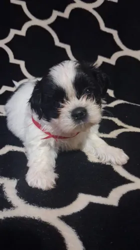 Vende se filhote lhasa apso macho disponível 