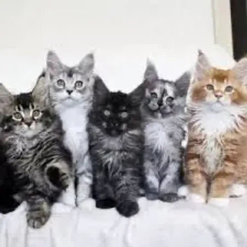 Maine Coon Casal Disponível