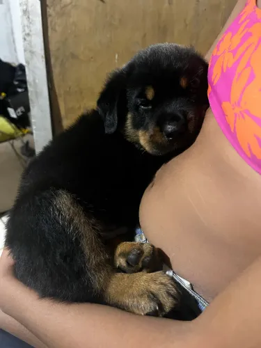 Rottweiler?s com 40 dias 