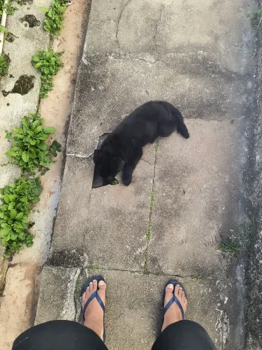 Doação filhote