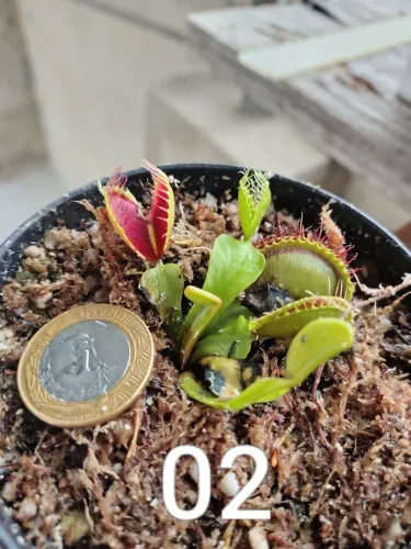 Planta carnivora