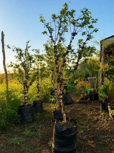 Jabuticabeira híbrida frutificando