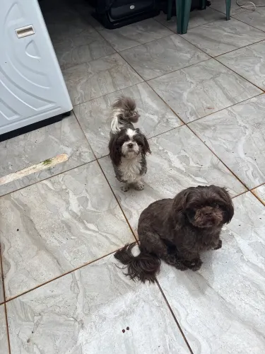 Doação dois Shitzu