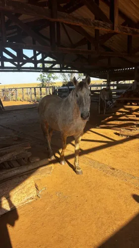 Cavalo
