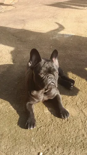 Buldogue 