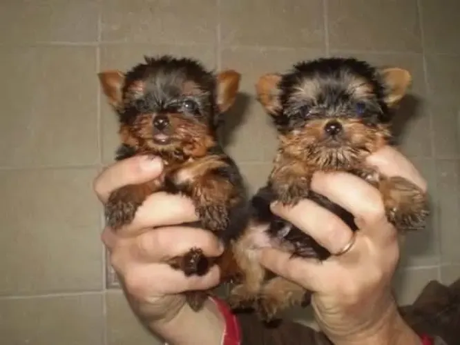 Os mais lindos e fofos filhotes de Yorkshire miniatura 