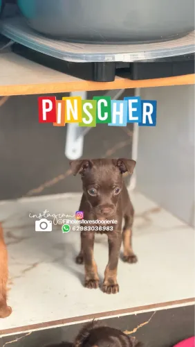 Pinscher miniatura chocolate Insta gram @filhotesfloresdooriente 