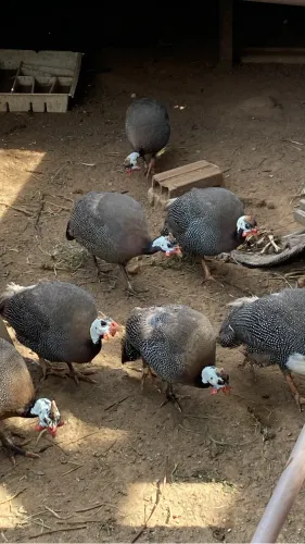 Carneiro,bode,porco,galinhas e Guiné