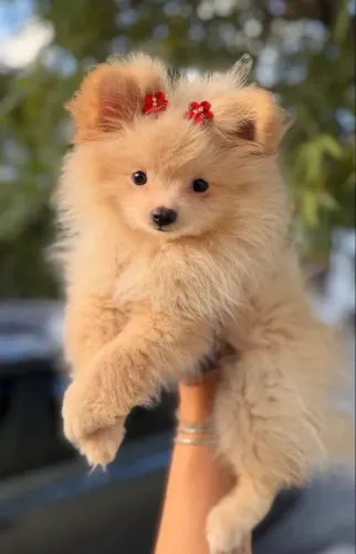 Fêmea Lulu Pomerania