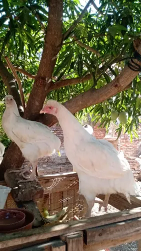 Galinha GSB pura