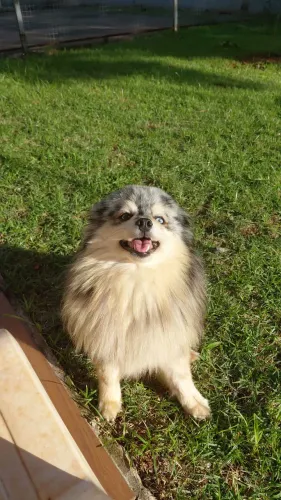 Spitz merle para CRUZA
