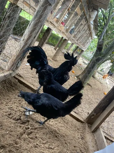Galinha AYAM CEMANI