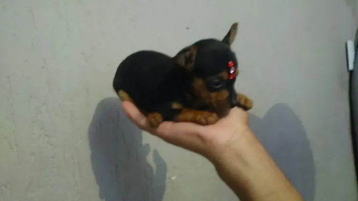 Miudinho pinscher zero com garantia