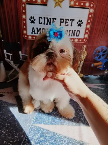 Shitzu menina 