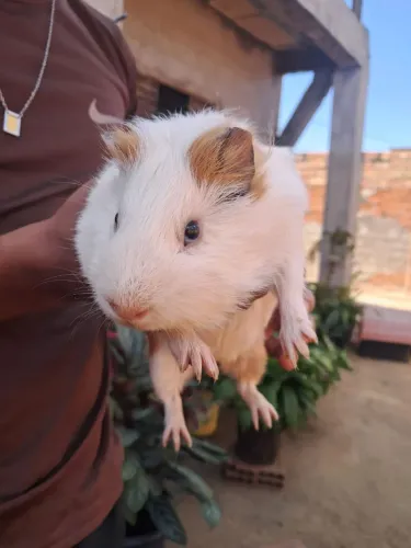Porquinho da india