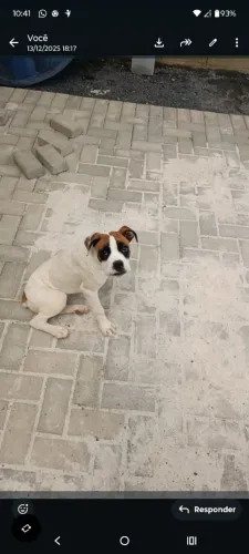 Cachorro boxer 