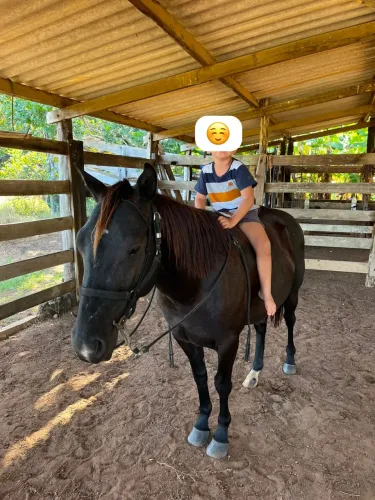 Animais agropecuários