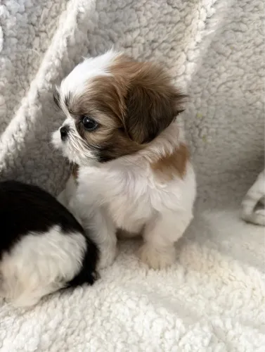 Shihtzu 