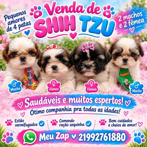 Shih tzu Femeas e Machos.