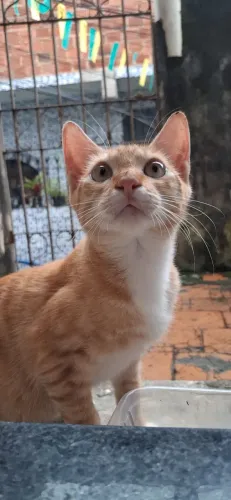 Adoção responsável de um gato ( 6 meses)
