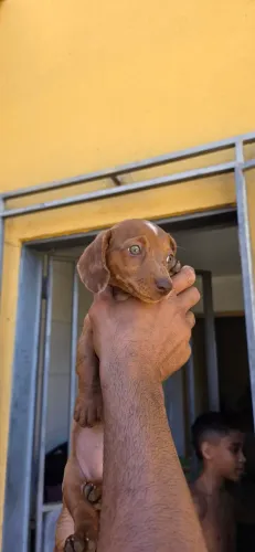 Cachorro salsicha 