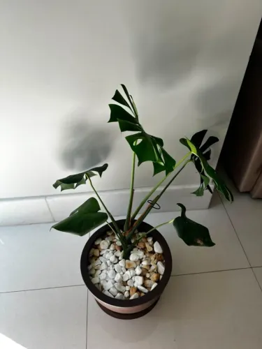 Costela-de-Adão (Monstera deliciosa) com vaso | Planta ornamental