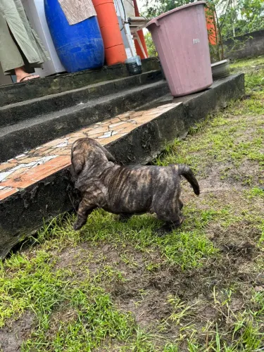 Vende-se filhotes de Fila Brasileiro 