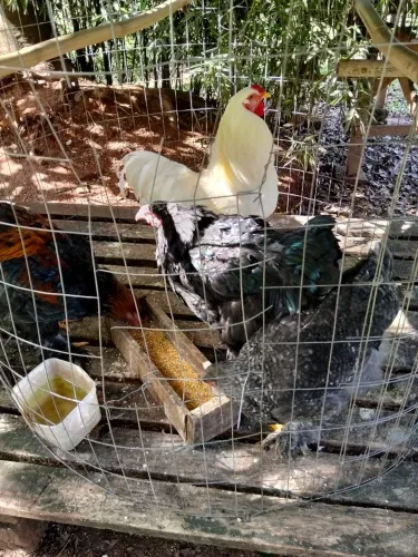 Galos Brama