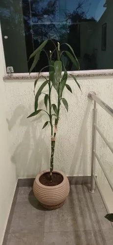 Plantas decoração