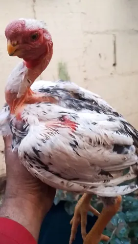 Frango bico curto