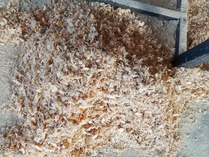 Serragem de pinos 10 reais o saco