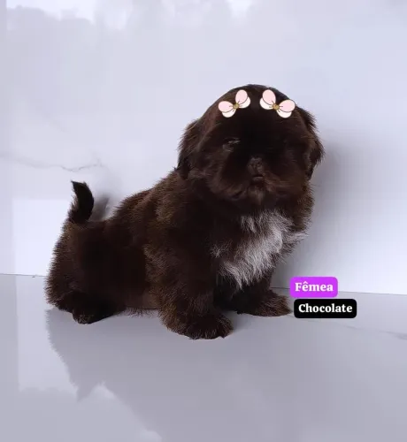 Linda Fêmea de Shihtzu Chocolate