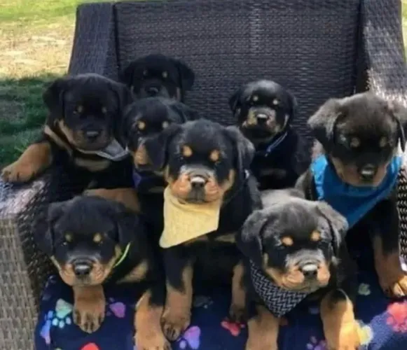 Rottweiler , elegância , força e muita saúde ¿
