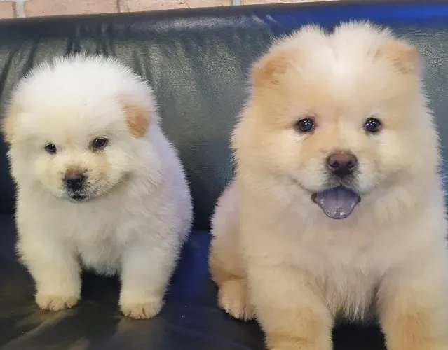 Cor mais bonita Chow Chow creme 