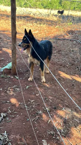 Procura-se border collie para adotar 