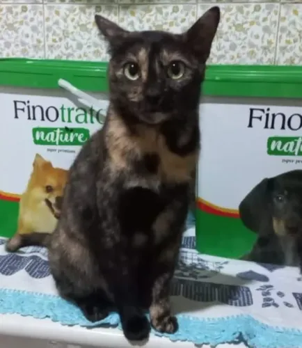 Gatas castradas para adoção responsável 