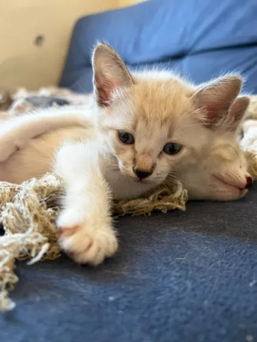 Gatinho (macho ) 2 meses para adoção
