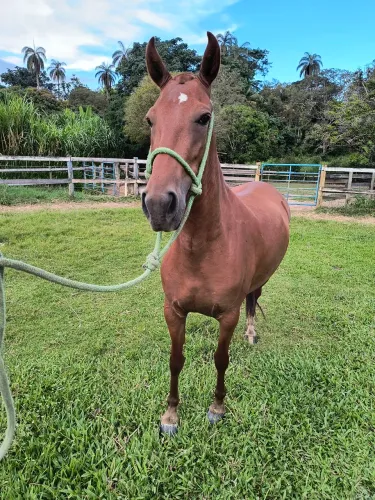 Égua filha de Estanho de Alcatéia! Oportunidade 50% ou 100%!!