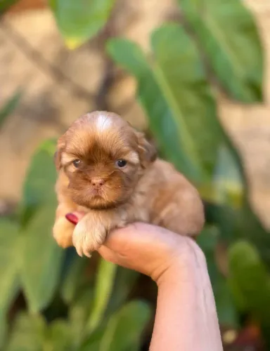 Shih Tzu mini Machos disponíveis 