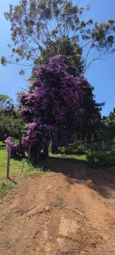 Caseiro p/ sítio em Ibiúna - moradia + salário