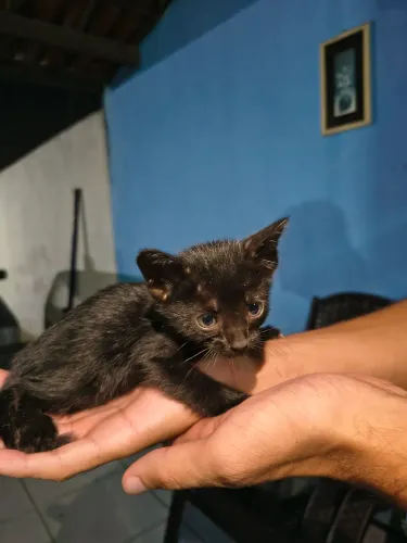Gatinhos Pretos para Adoção 