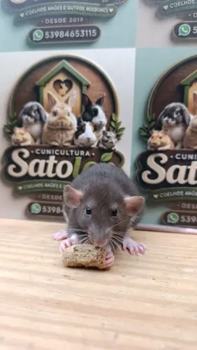 Rato Twister
