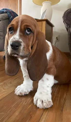Filhotes Basset Hound