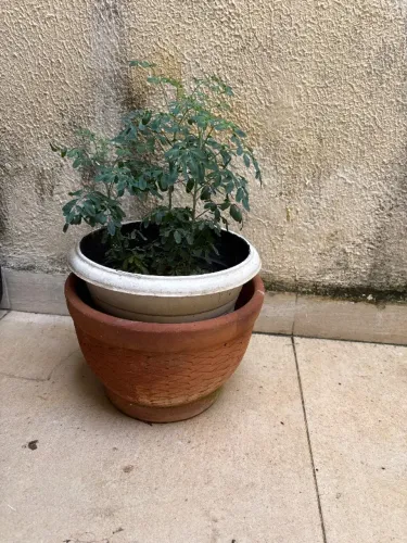 Vaso com 3 pés de arruda cheira e protege a energia da casa