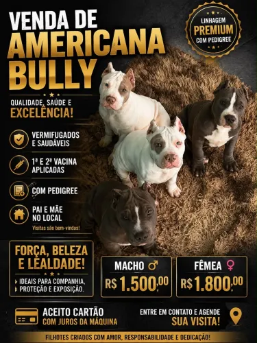 Cachorro