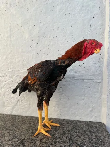Índio Bico Curto Boiadeiro