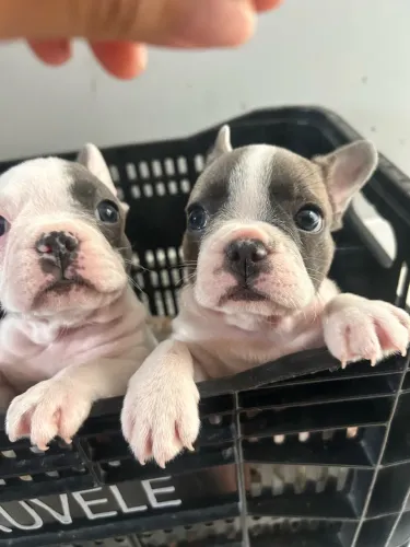 Filhote fêmea buldogue francês