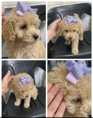 Poodle toy filhote fêmea
